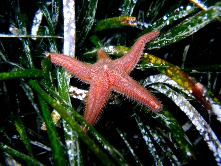 Astropecten spinulosus (Philippi, 1837)